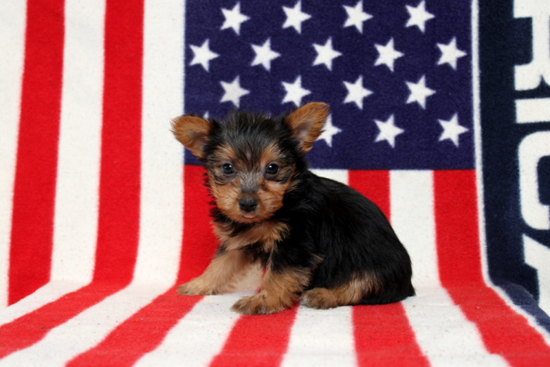 puppy, for, sale, Yorkshire Terrier, Matthew B. Stoltzfus, dog, breeder, Gap, PA, dog-breeder, puppy-for-sale, forsale, nearby, find, puppyfind, locator, puppylocator, aca